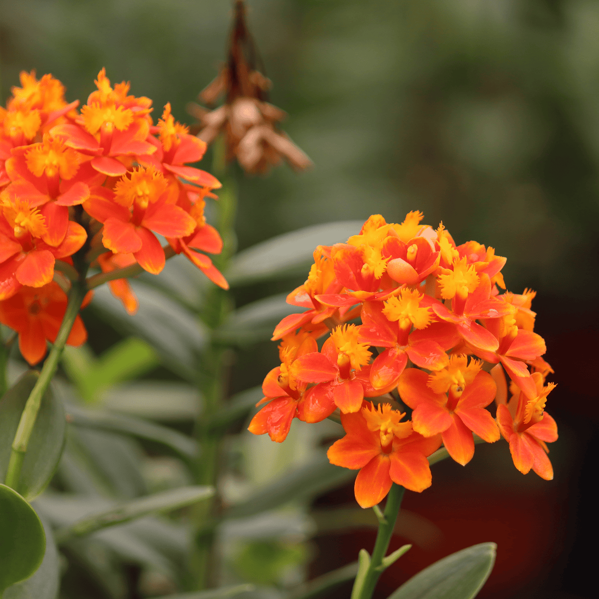 Epidendrum Nordic Fire Dauerblüher mit orange-gelben Blüten und 2+ Rispen