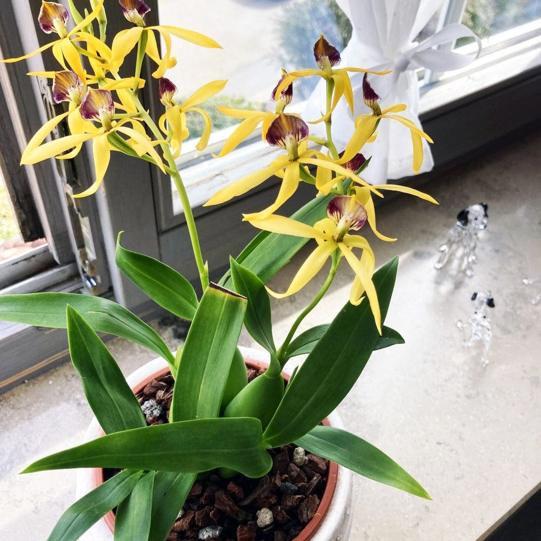 Encyclia Jasper mit orange-gelben Blüten und 1+ Rispen