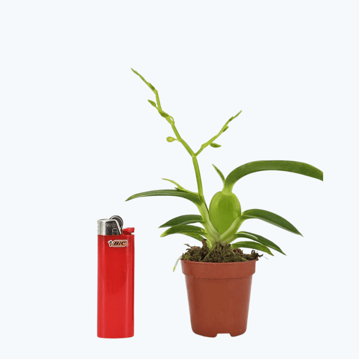 Mini-Duft-Orchidee: Cyrtochilum meirax im 6cm Topf