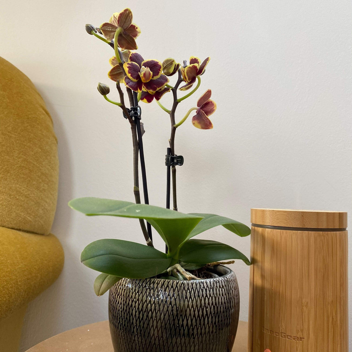 6er Set - Table Dance - Farbmix verschiedenen Orchideen Varianten