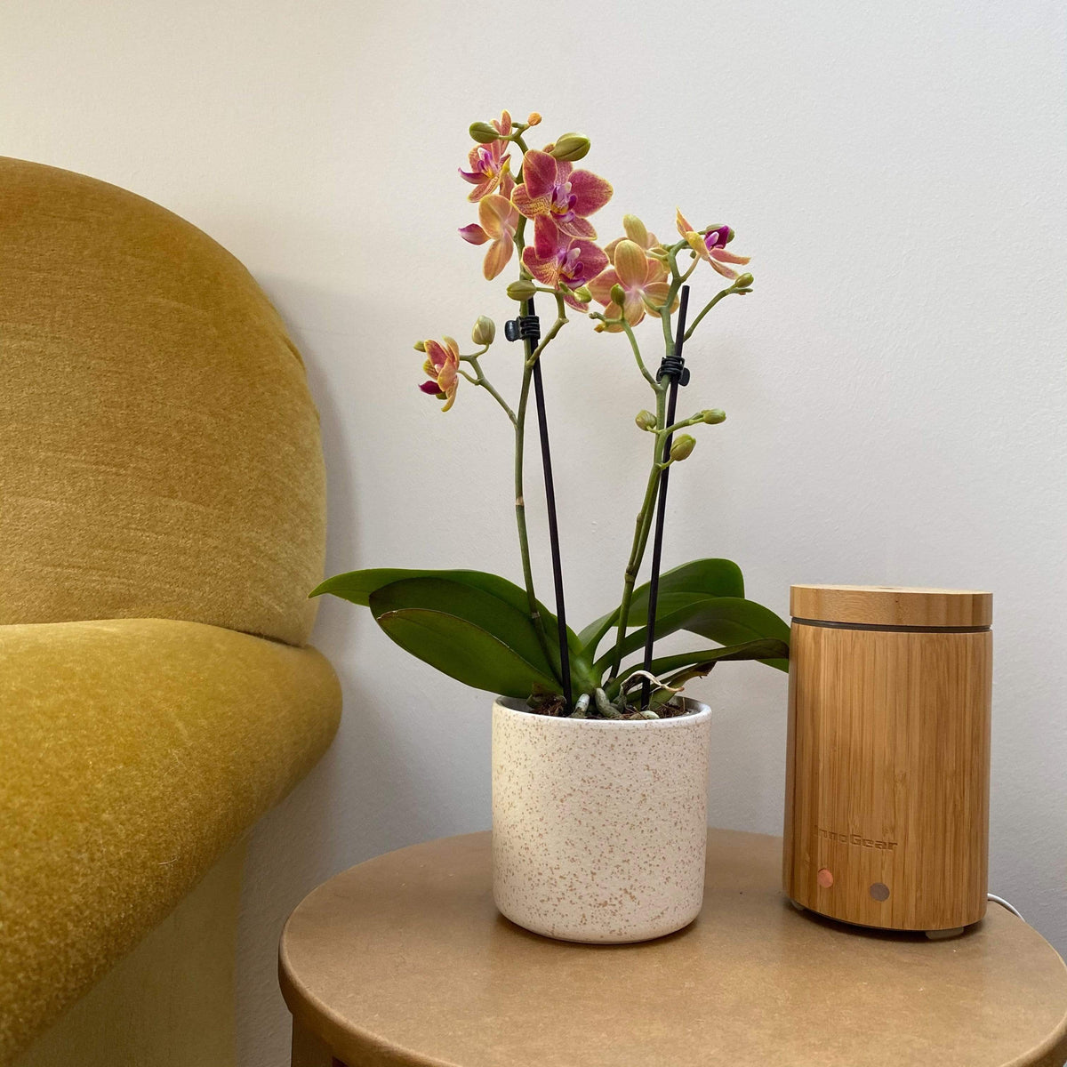 6er Set - Table Dance - Farbmix verschiedenen Orchideen Varianten
