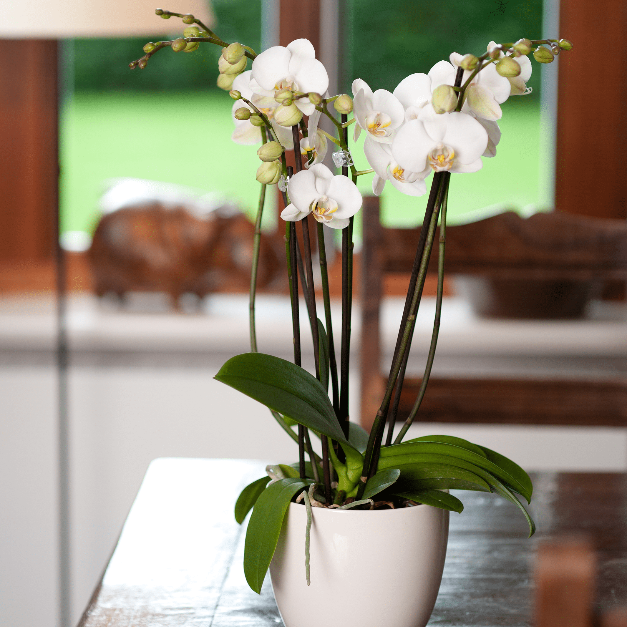 Two of Us Orchidee mit weißen Blüten als Tischdekoration