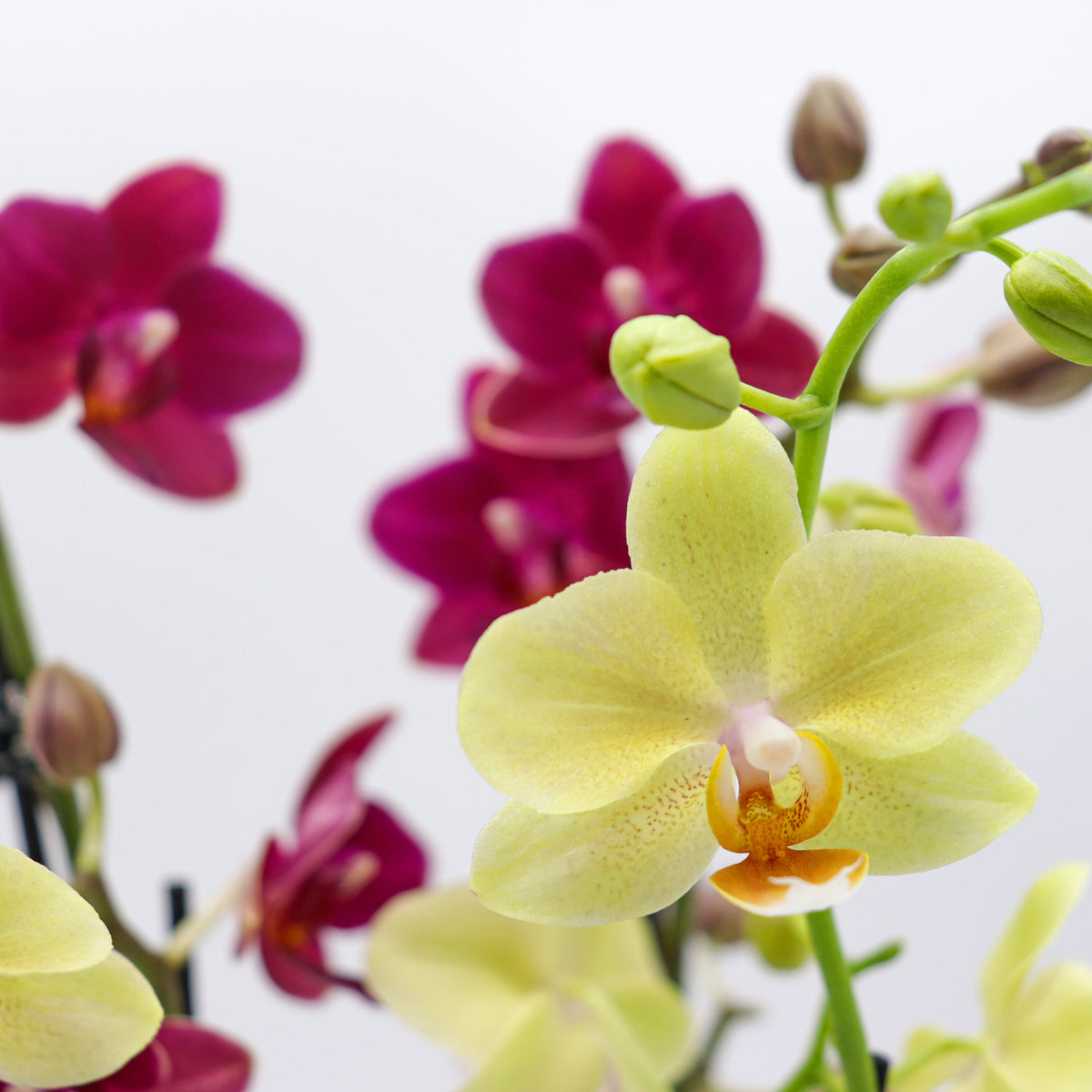 Cocktail Orchideen im 2er Set mit 3+ Rispen inkl. Keramik