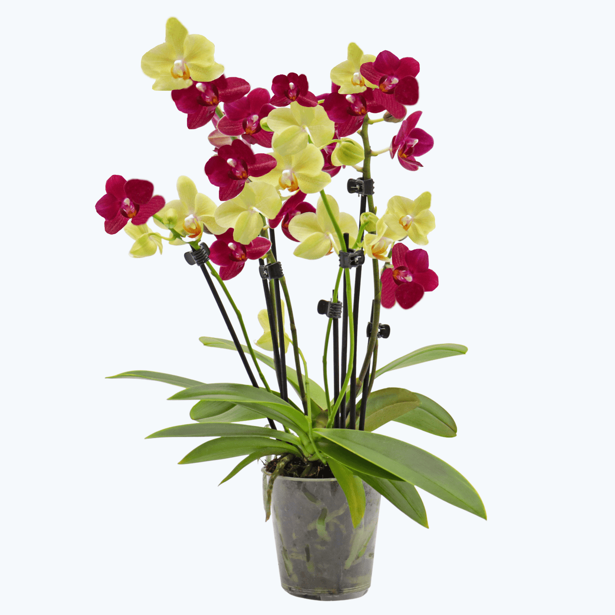 Cocktail Orchidee mit gelb-roten Blüten und 3+ Rispen