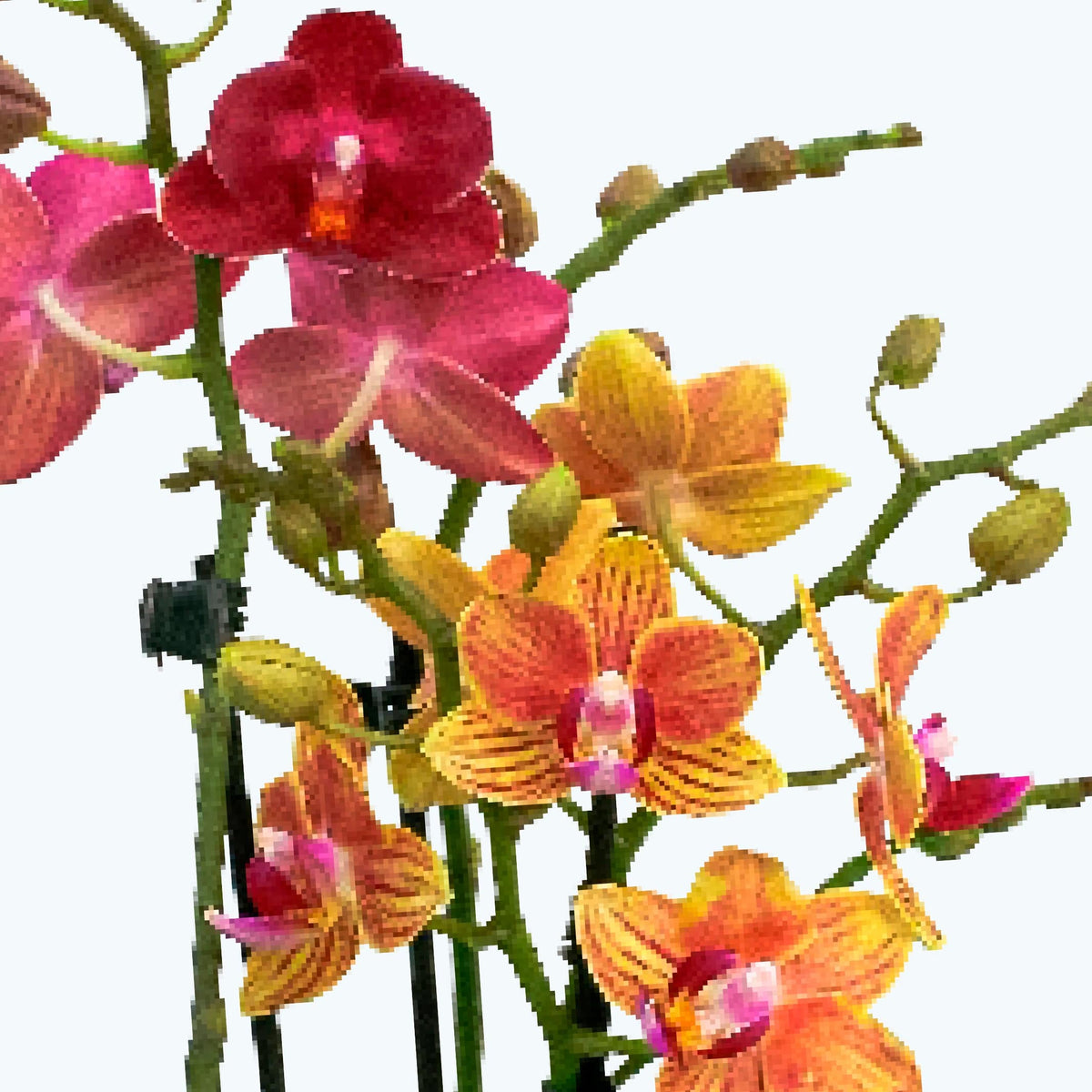 Cocktail Orchideen im 2er Set mit 3+ Rispen inkl. Keramik