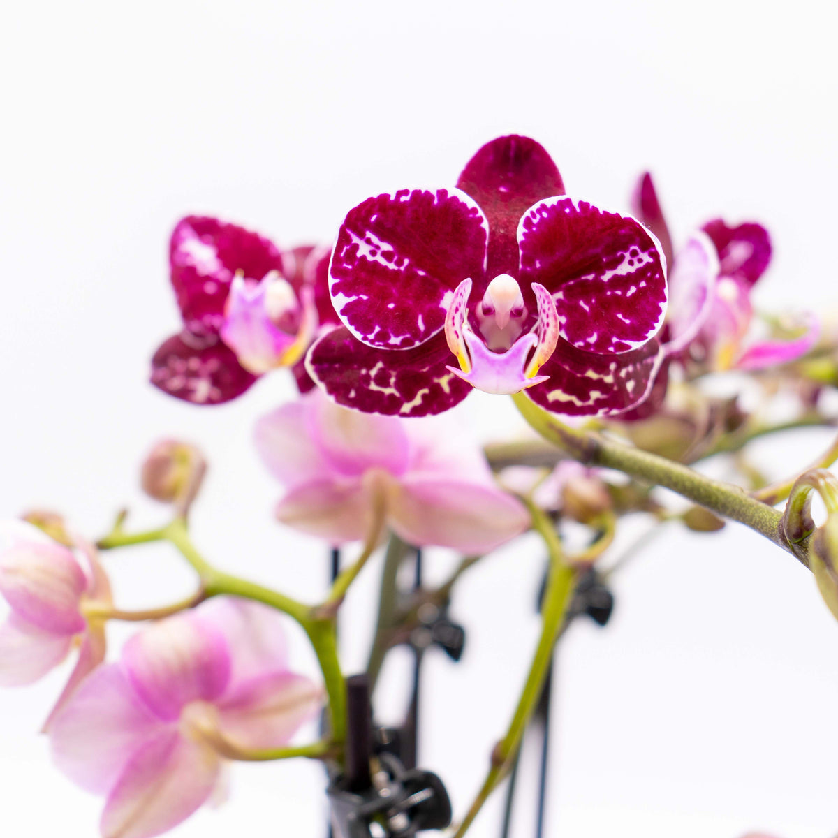 Cocktail Orchideen im 2er Set mit 3+ Rispen inkl. Keramik