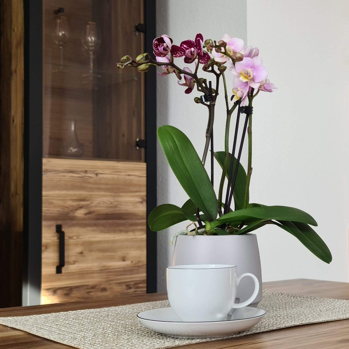 Cocktail Orchideen im 2er Set mit 3+ Rispen inkl. Keramik