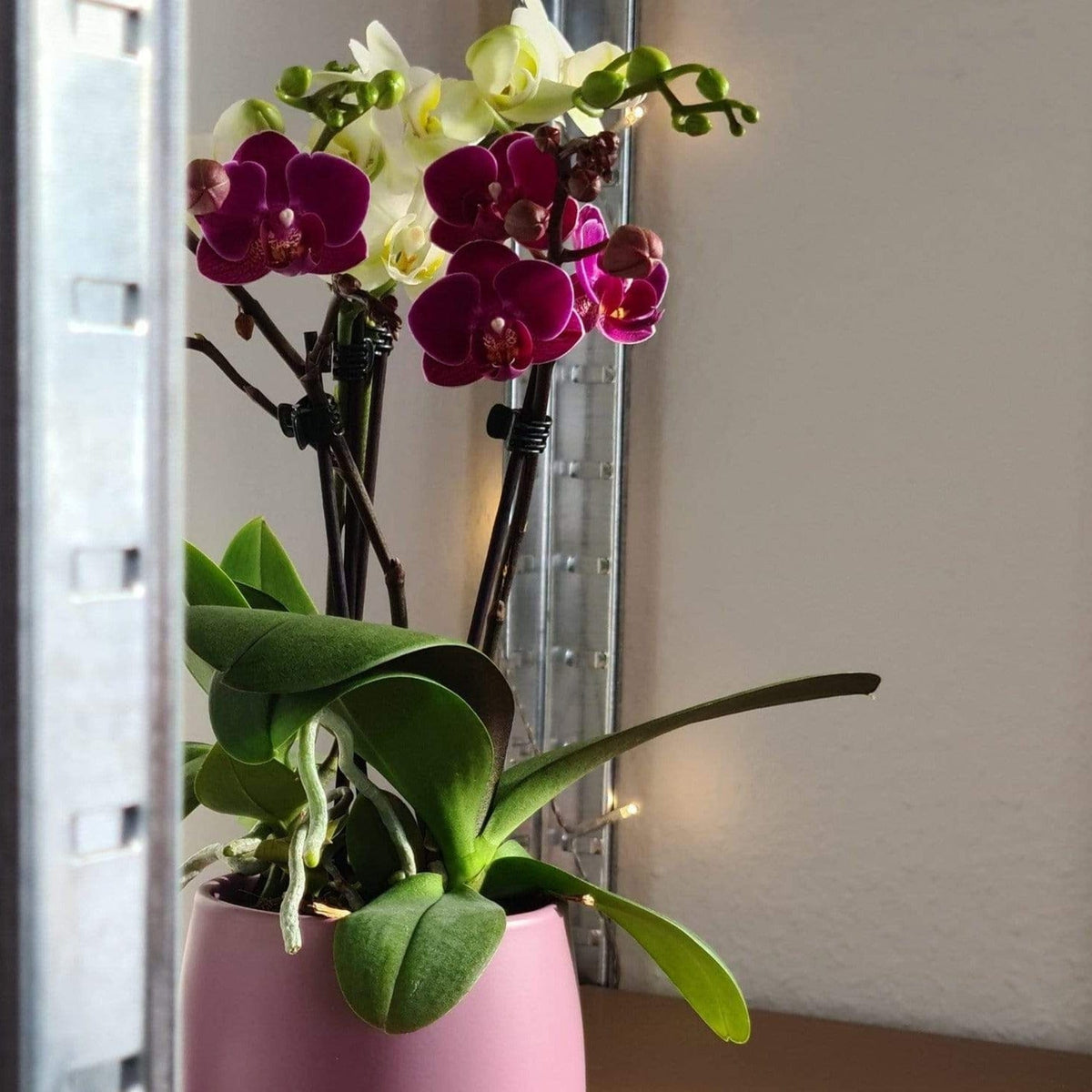 Cocktail Orchideen im 2er Set mit 3+ Rispen inkl. Keramik