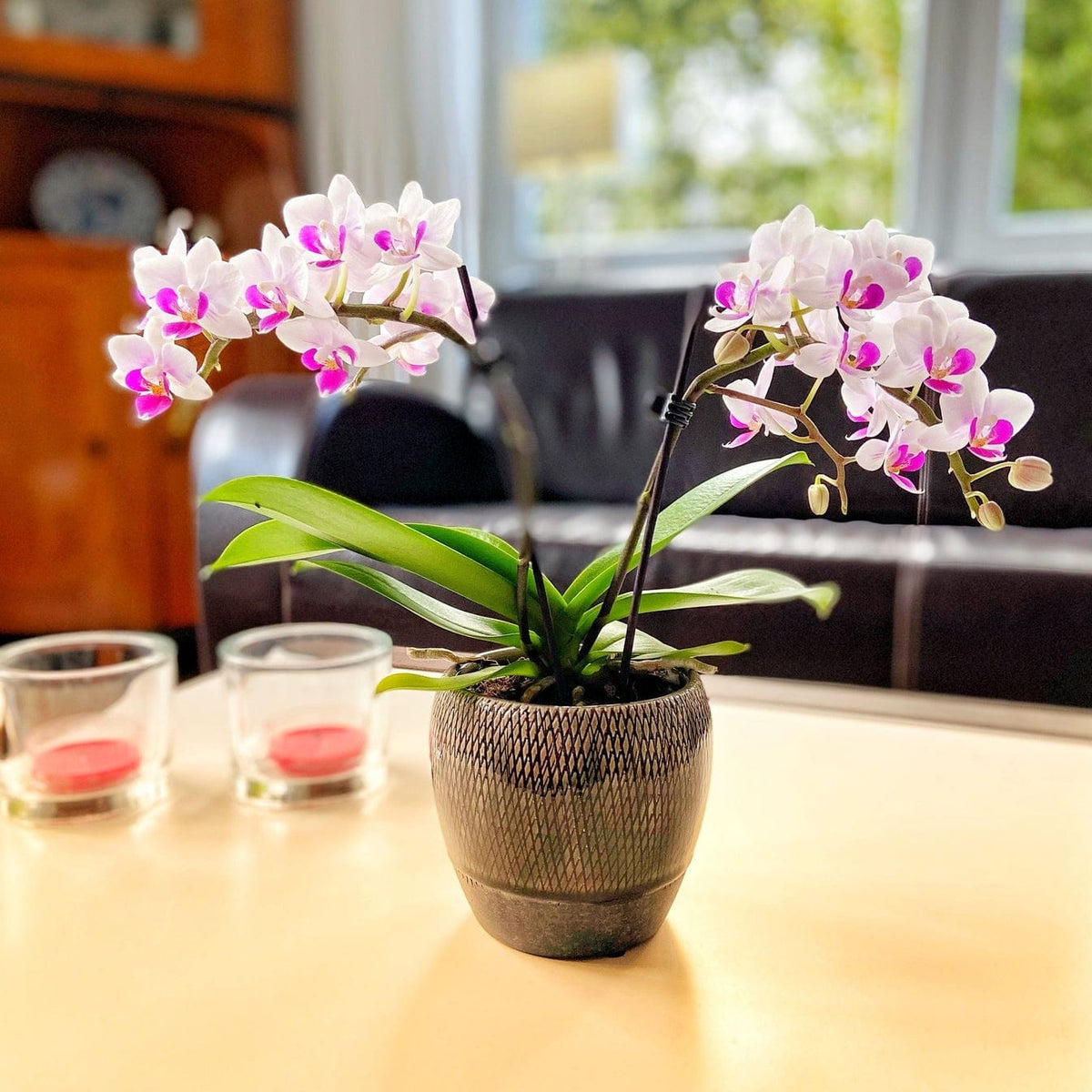 Table Dance Linz mit weiß-violetten Blüten und 2 Rispen