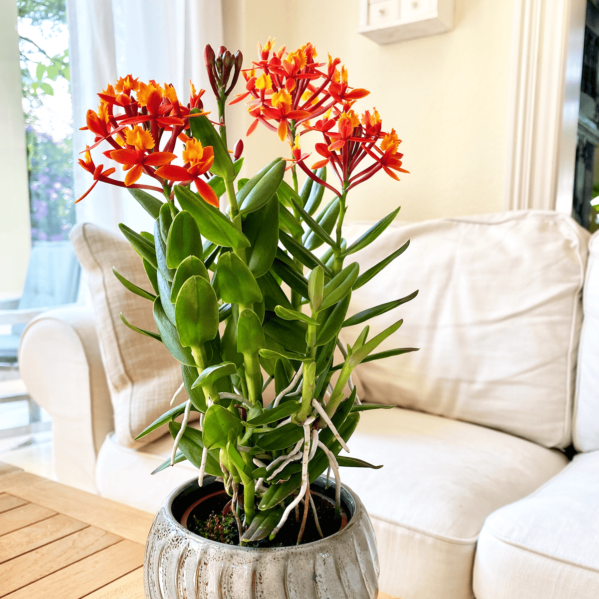 Epidendrum Nordic Fire Dauerblüher mit orange-roten Blüten und 1 Rispe