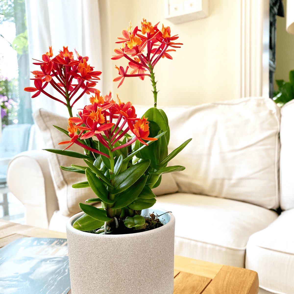 Epidendrum Nordic Fire Dauerblüher mit orange-roten Blüten und 1 Rispe