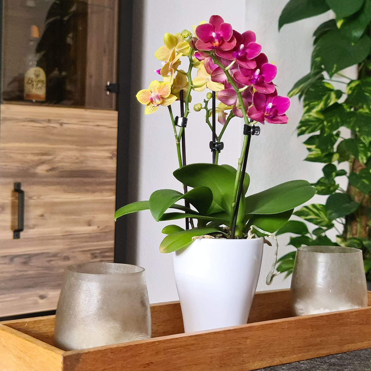 Cocktail Orchidee mit gelben und roten Blüten, sowie 3+ Stielen Ambiente