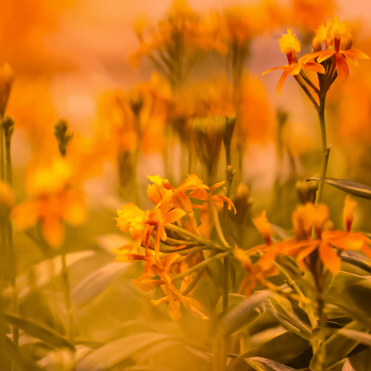 Epidendrum Nordic Fire Dauerblüher mit orange-gelben Blüten und 2+ Rispen