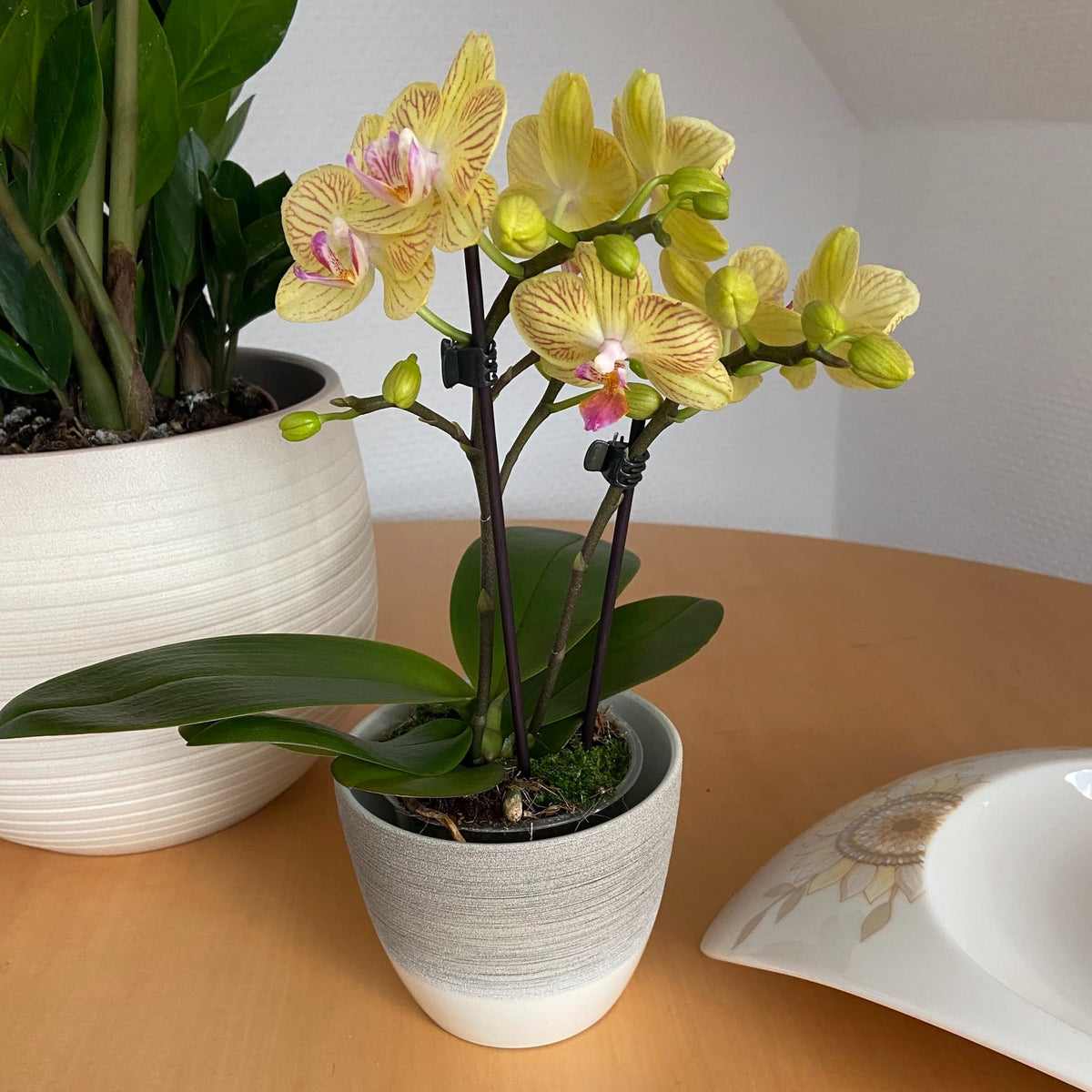 Table Dance Lima mit gelb-gestreiften Blüten und 2 Rispen