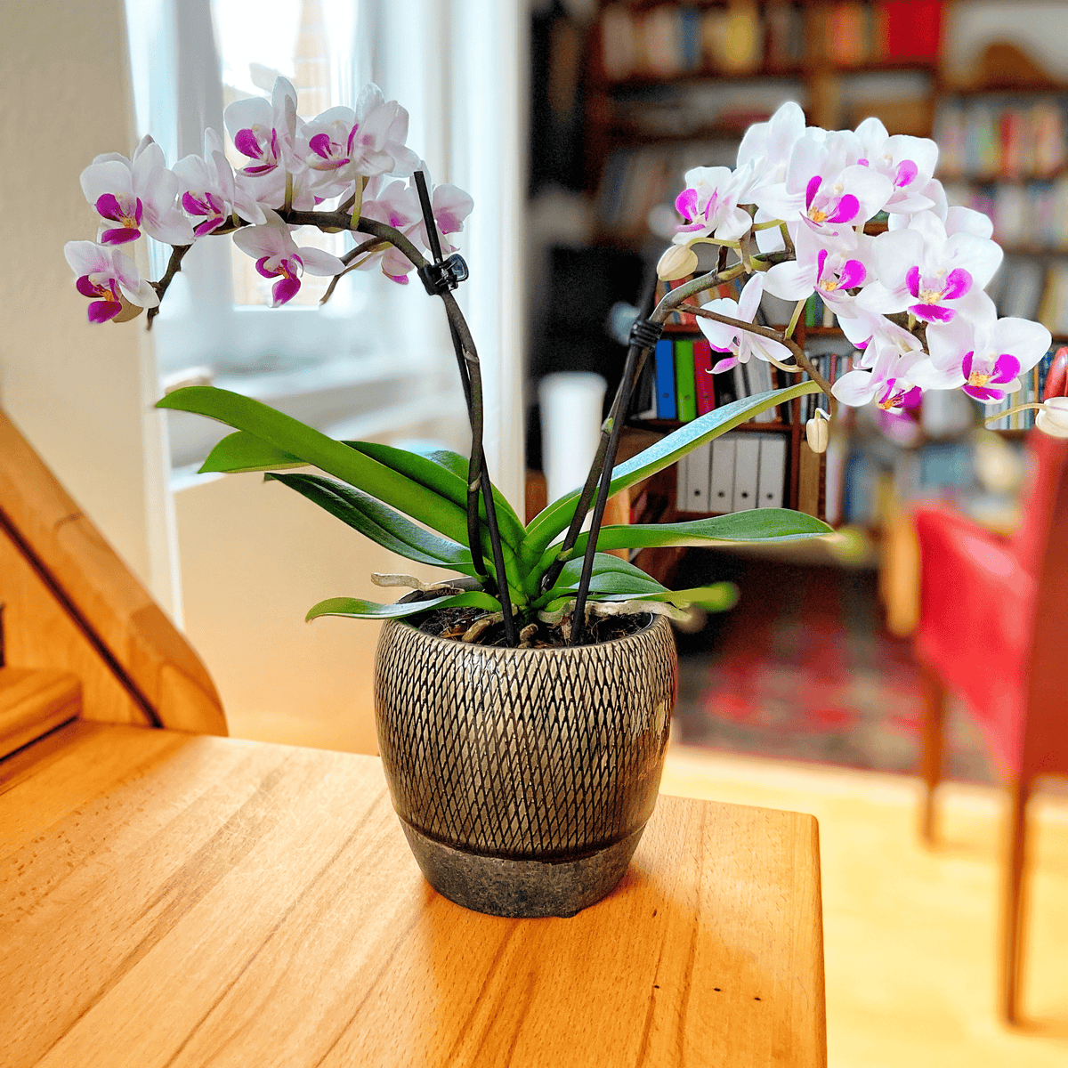 Table Dance Linz mit weiß-violetten Blüten und 2 Rispen