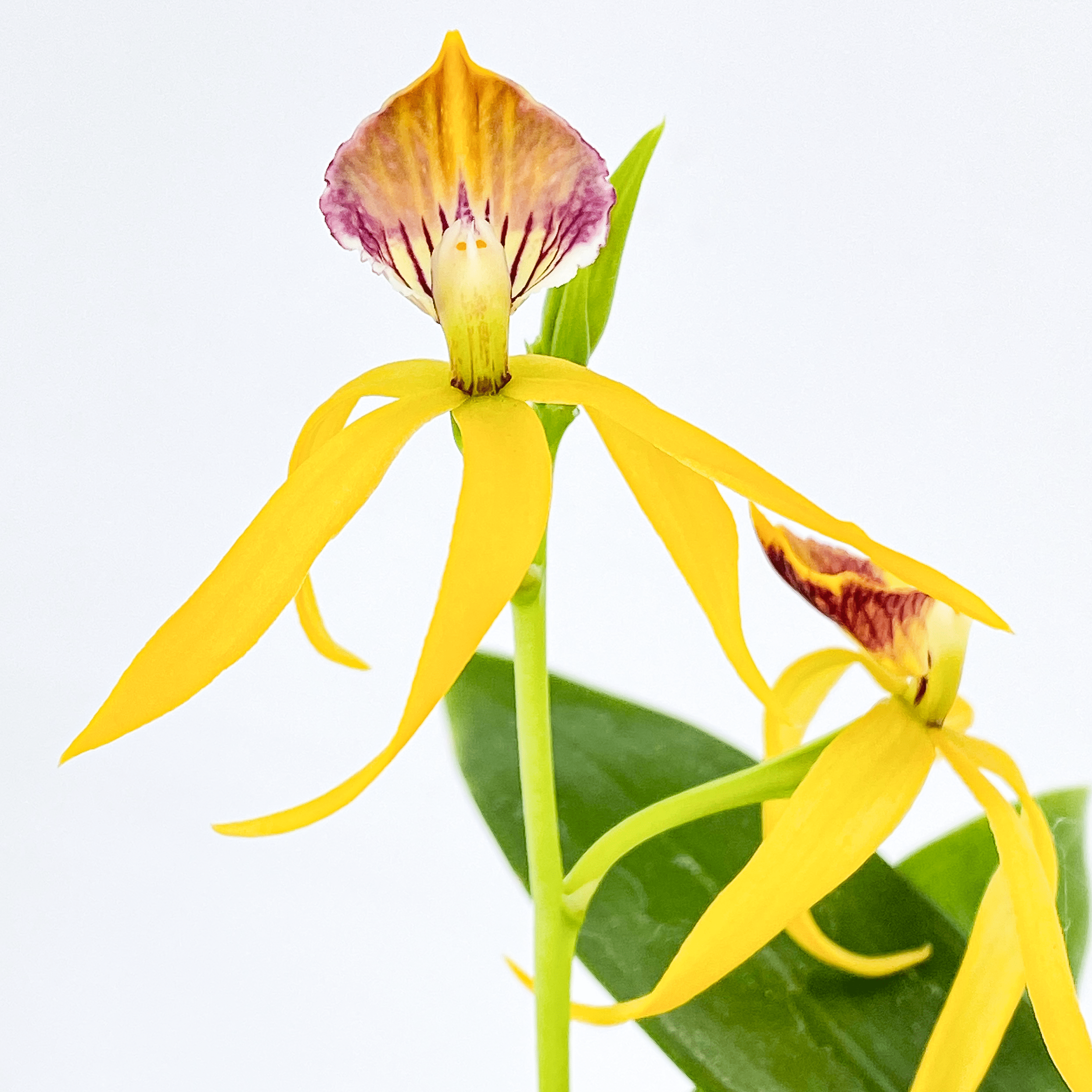Encyclia Jasper mit orange-gelben Blüten und 1+ Rispen