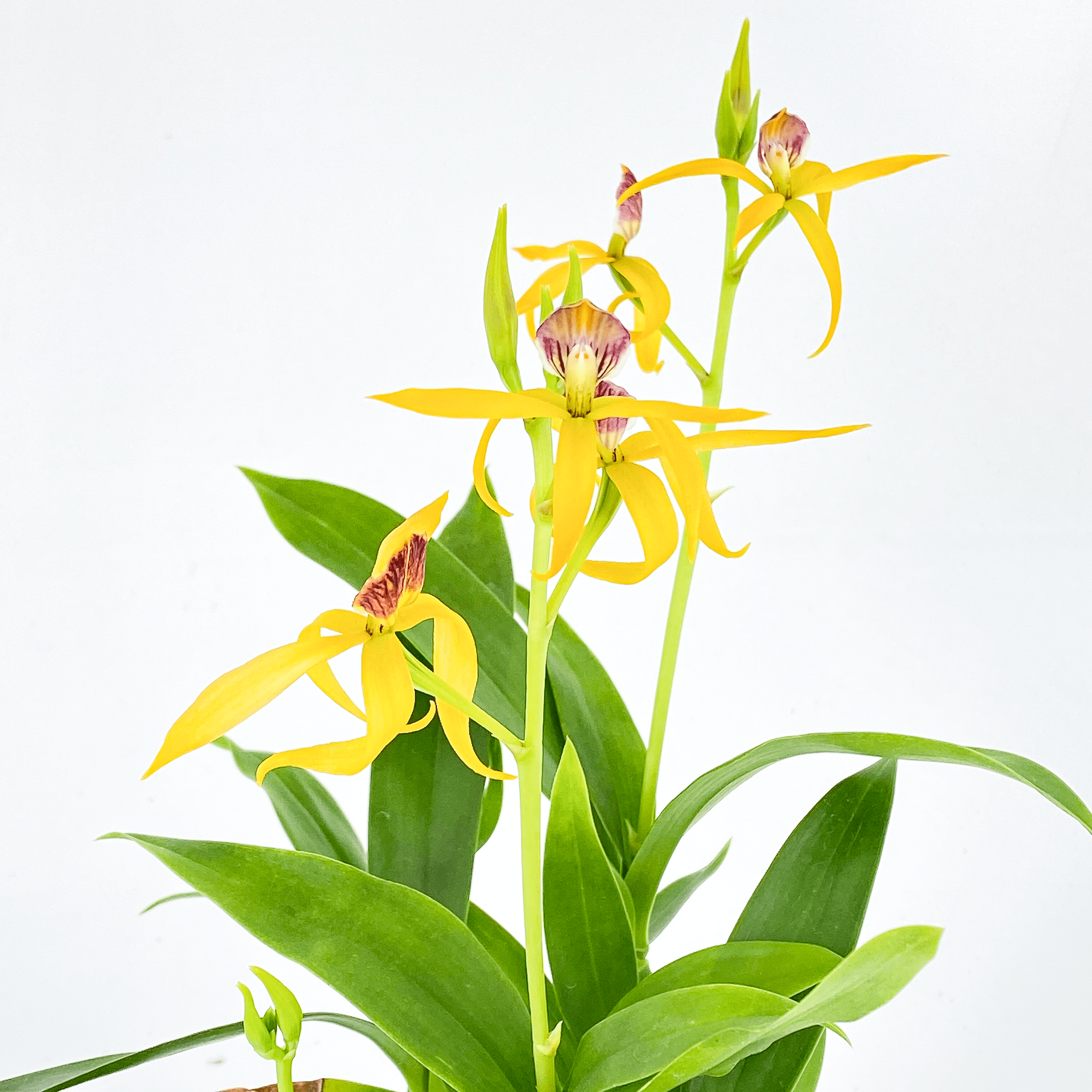 Encyclia Jasper mit orange-gelben Blüten und 1+ Rispen