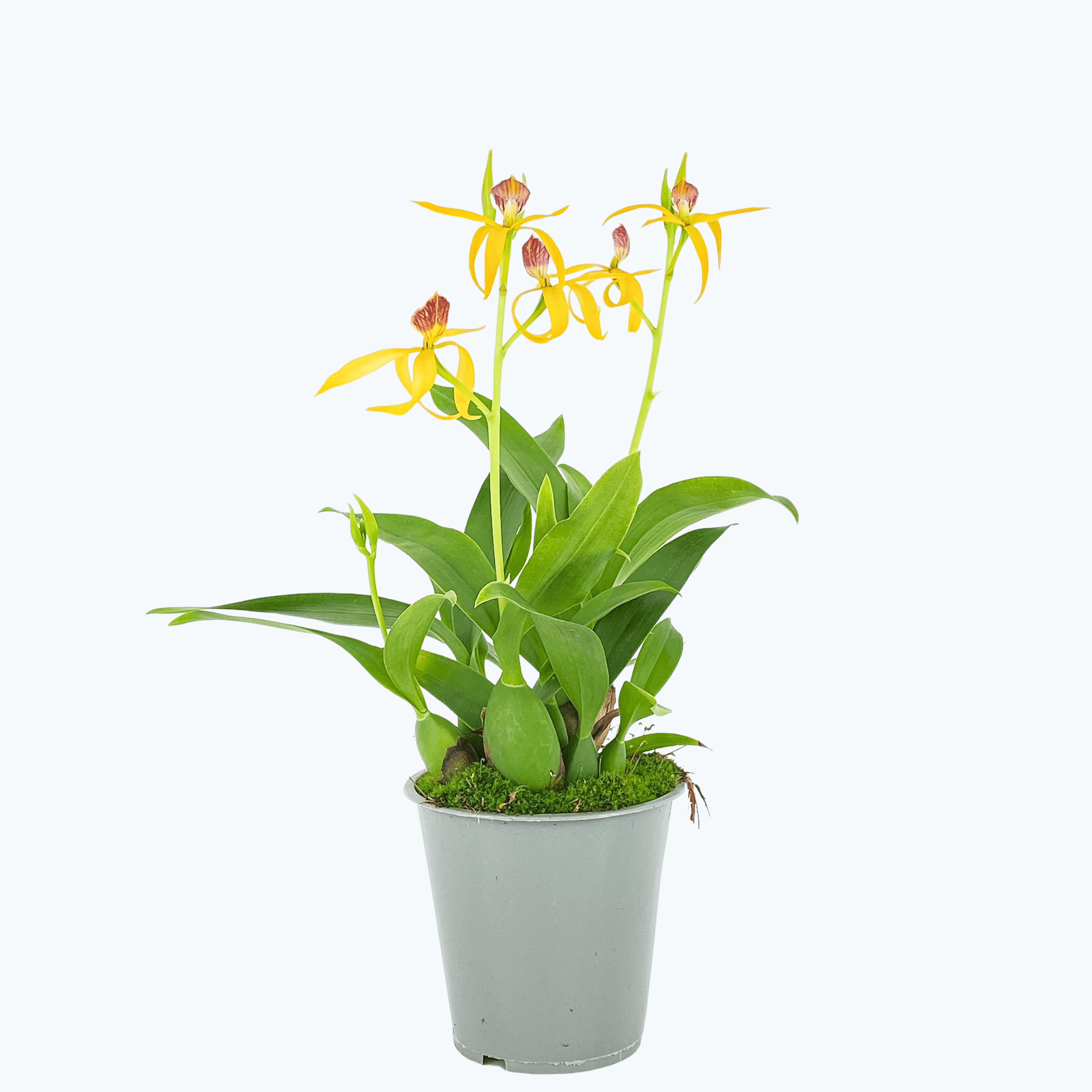 Encyclia Jasper mit orange-gelben Blüten und 1+ Rispen