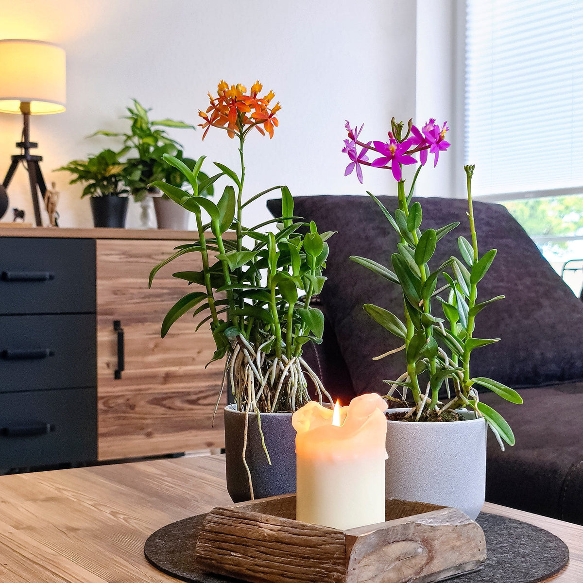 Epidendrum Nordic Fire Dauerblüher mit orange-gelben Blüten und 2+ Rispen