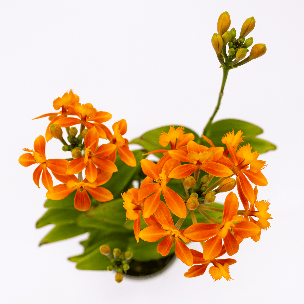 Epidendrum Nordic Fire Dauerblüher mit orange-gelben Blüten und 2+ Rispen