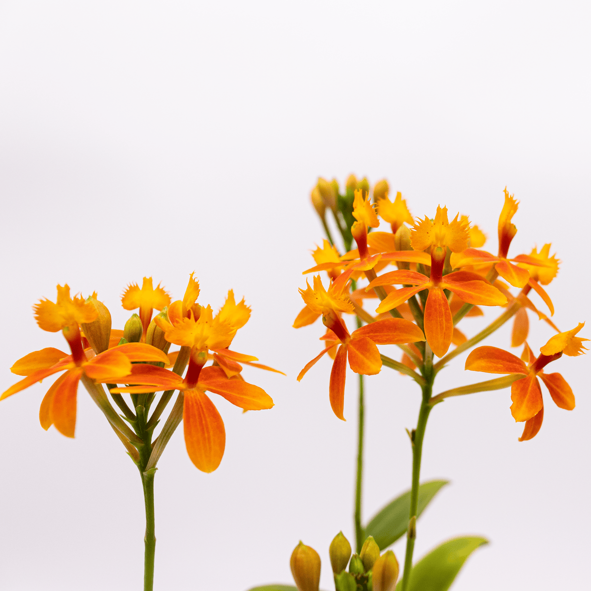 Epidendrum Nordic Fire Dauerblüher mit orange-gelben Blüten und 2+ Rispen