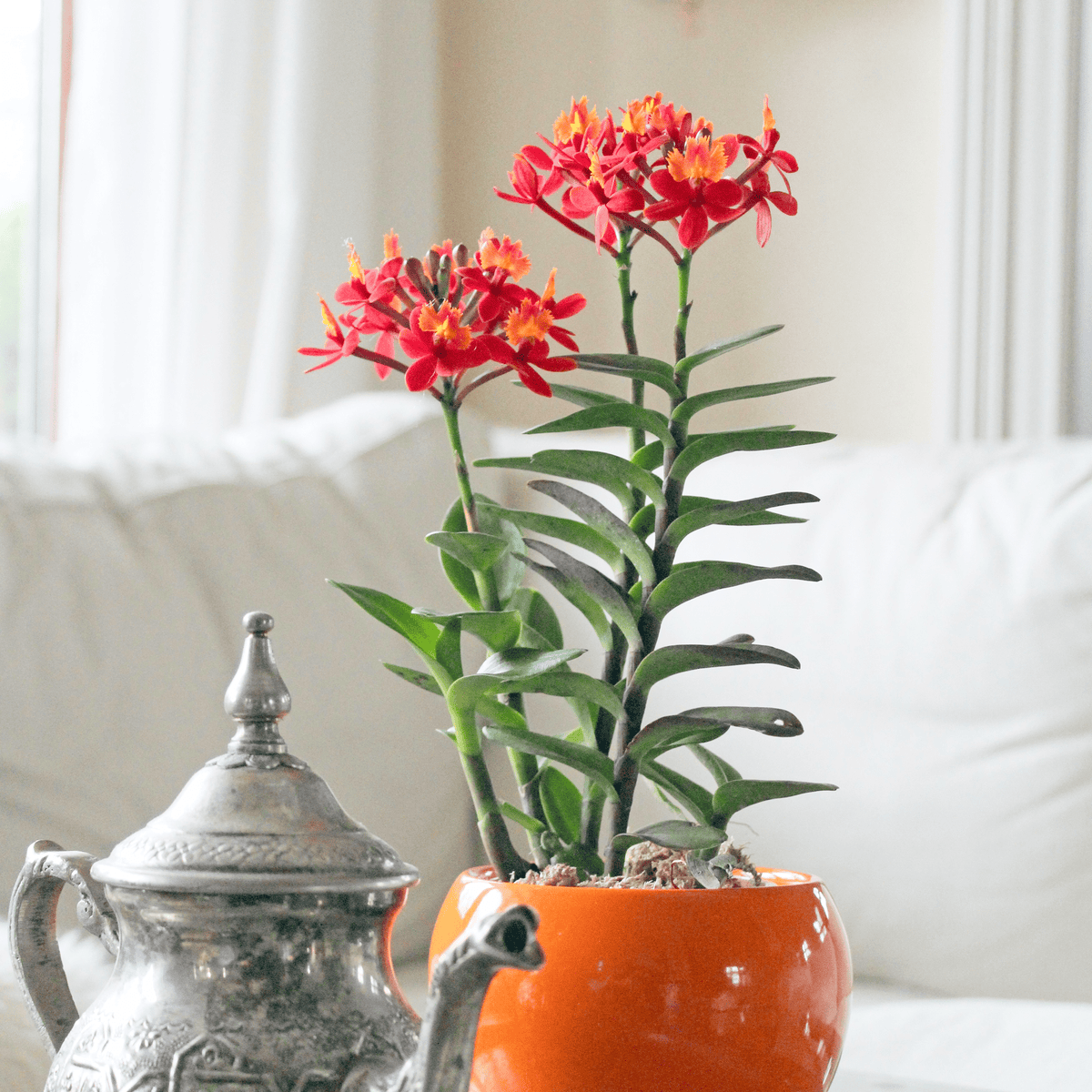 Epidendrum Nordic Fire Dauerblüher mit orange-roten Blüten und 1 Rispe