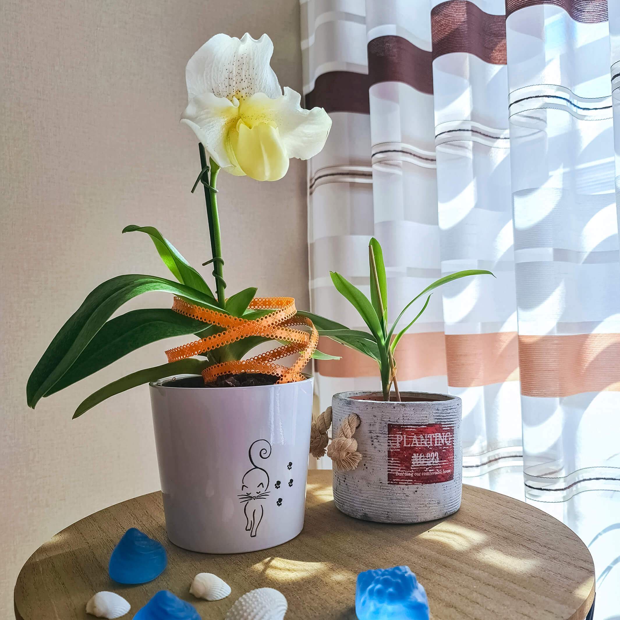 Orchidee Paphiopedilum Frauenschuh in weiß
