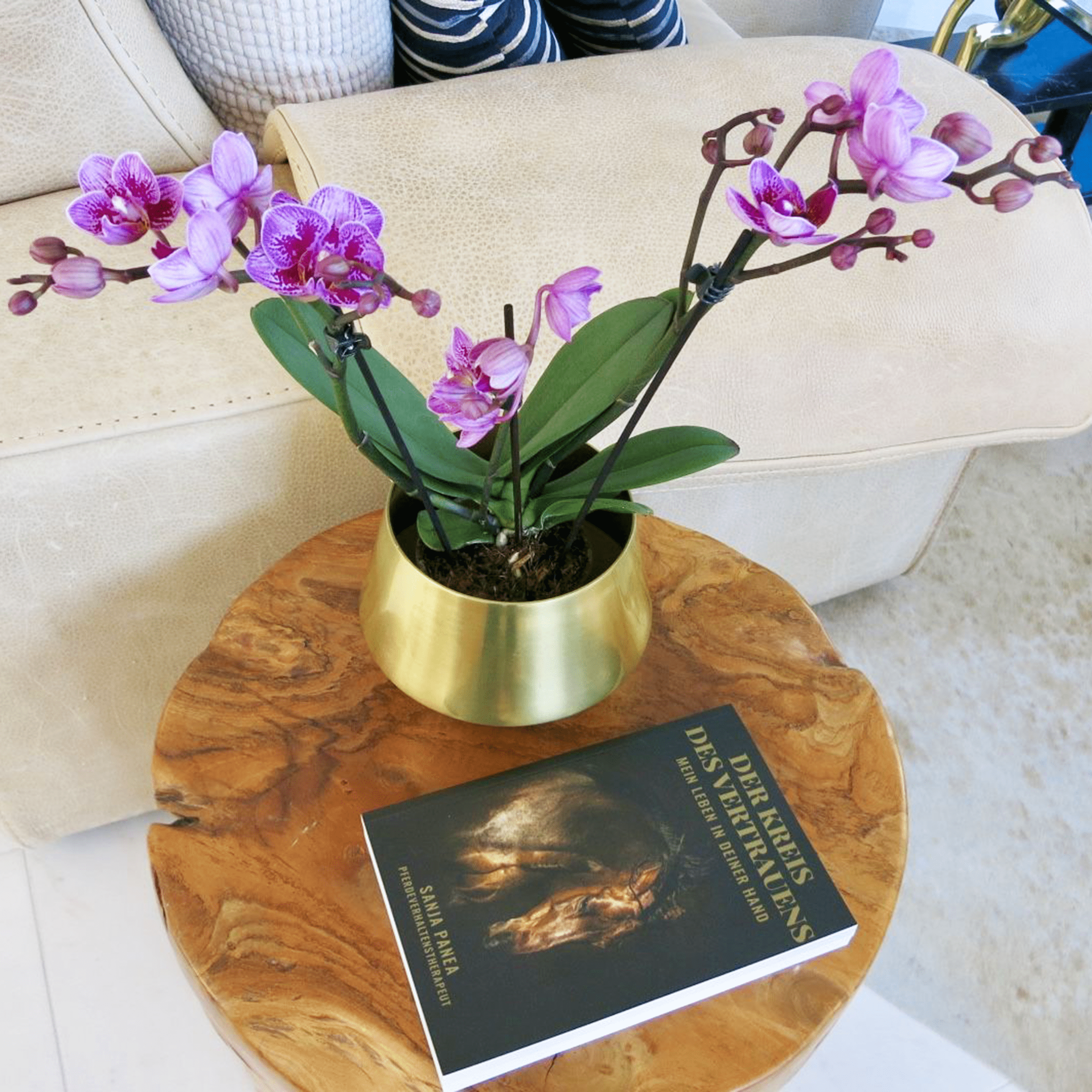 Table Dance Aliyah Spots mit rosa-violett-gefleckten Blüten und 2 Rispen