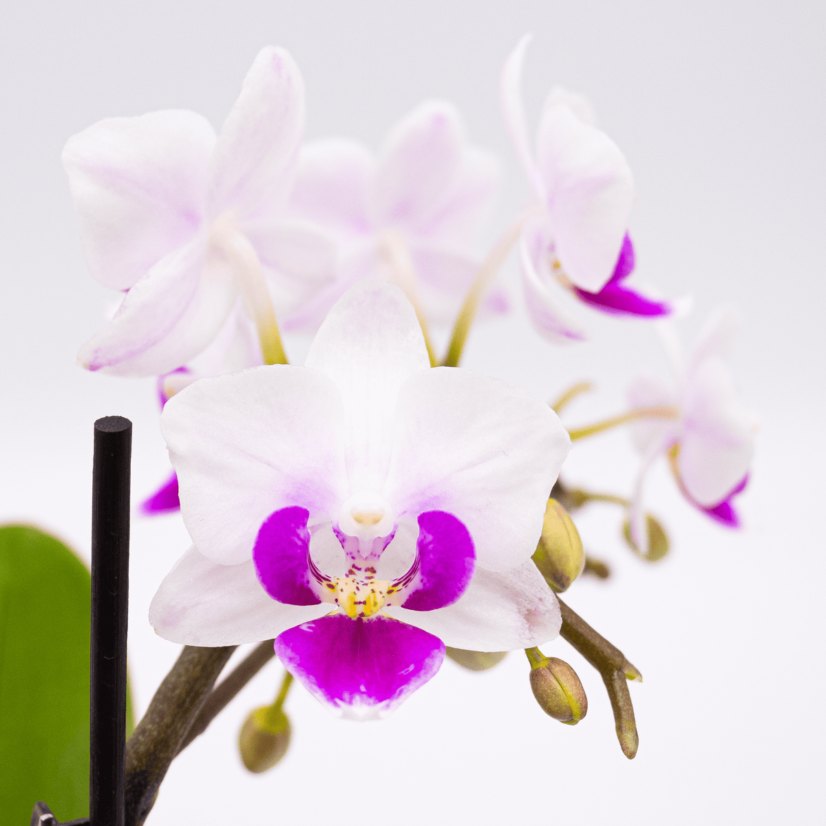 orchidee-table-dance-linz-nahaufnahme