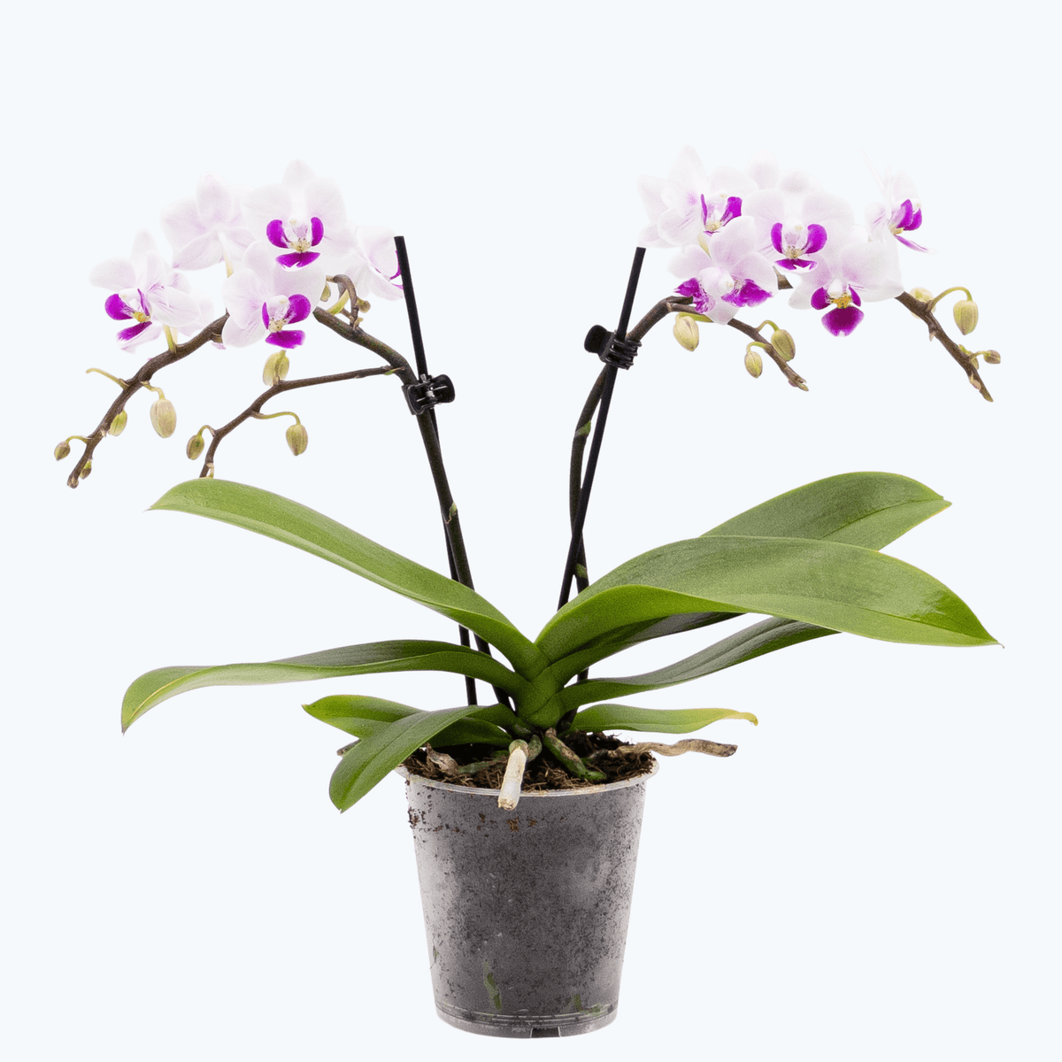 orchidee-table-dance-linz