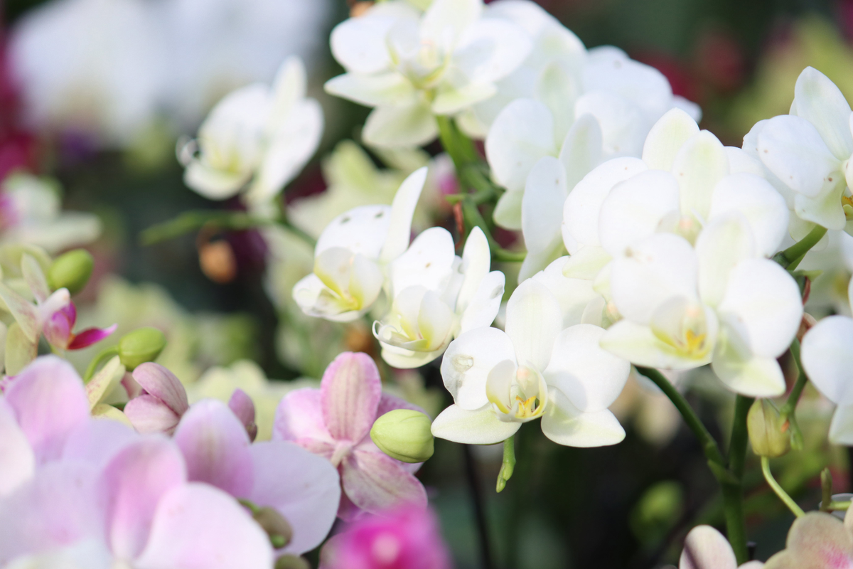 Orchideen für Anfänger