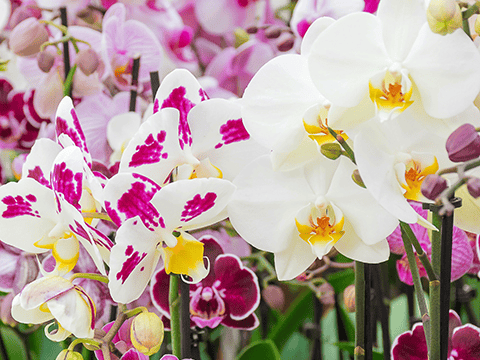 Pflegetipps für Orchideen