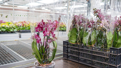 Orchideen Versand - So kommen deine Orchideen sicher zu dir