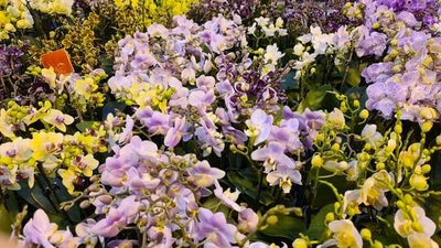 Phalaenopsis Schmetterlings-Orchidee - Herkunft, Pflege, Tipps & Tricks