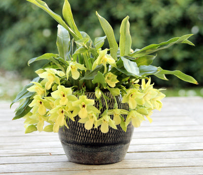 Promenaea Sunlight Orchidee - Herkunft, Pflege, Tipps & Tricks