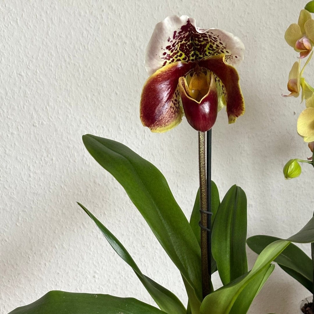 Frauenschuh Paphiopedilum Amerikanische Hybride mit getupfter Blüte und 1 Rispe