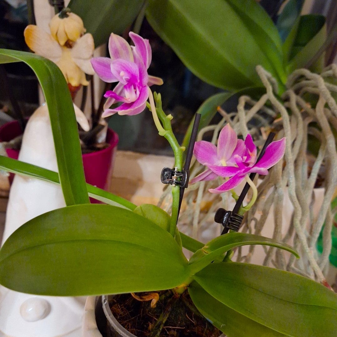 Bonsai Duftorchidee botanic Love Potion mit lila Blüten und 2 Rispen