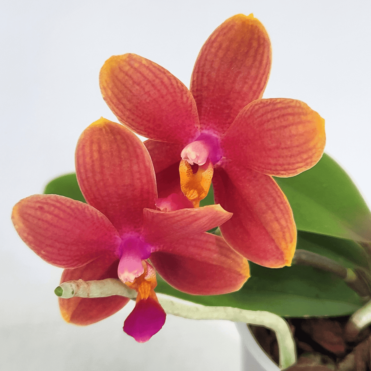 Duftphalaenopsis violaceae Hybride in verschiedenen Farben