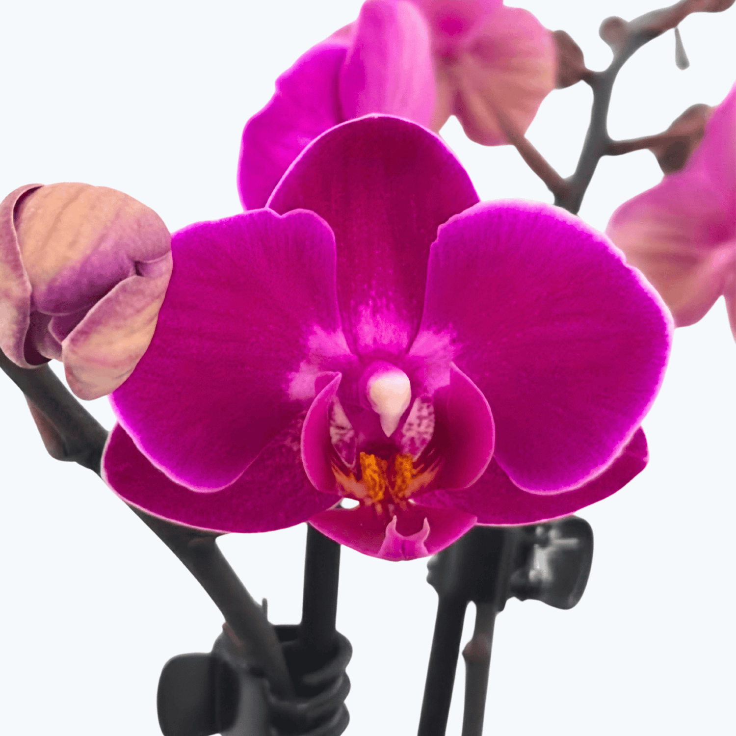 Table Dance Campeche mit magentafarbenen Blüten und 2 Rispen