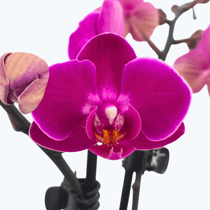 Table Dance Campeche mit magentafarbenen Blüten und 2 Rispen