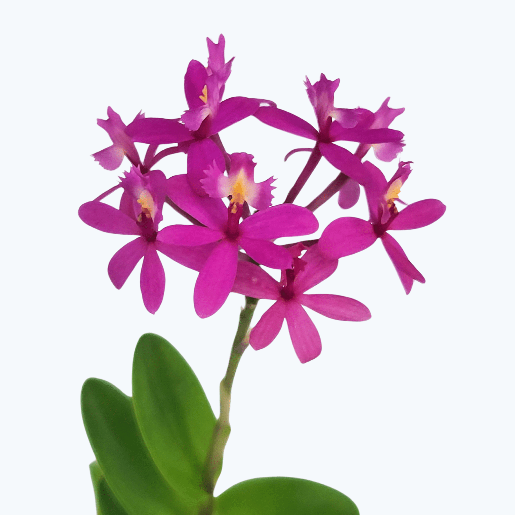 Epidendrum Nordic Fire Dauerblüher mit pinken Blüten und 1+ Rispen im Korkquader