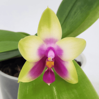 Duftphalaenopsis violaceae Hybride in verschiedenen Farben