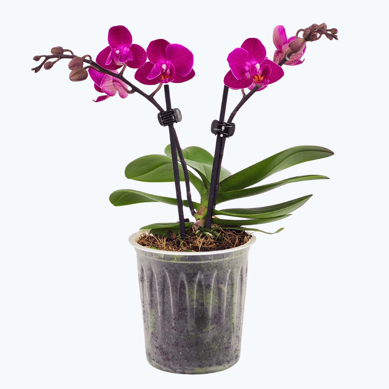 Table Dance Campeche mit magentafarbenen Blüten und 2 Rispen
