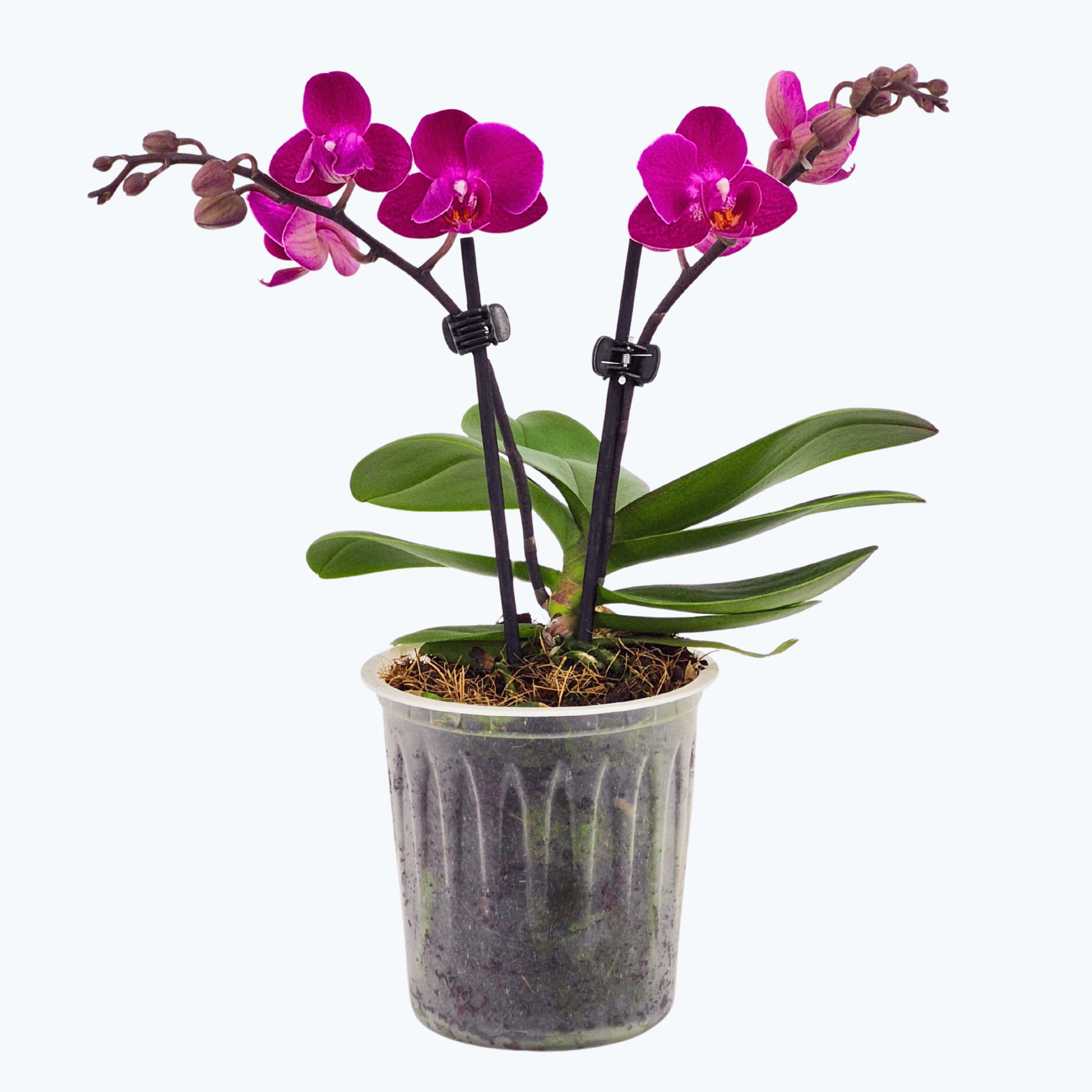 Table Dance Campeche mit magentafarbenen Blüten und 2 Rispen