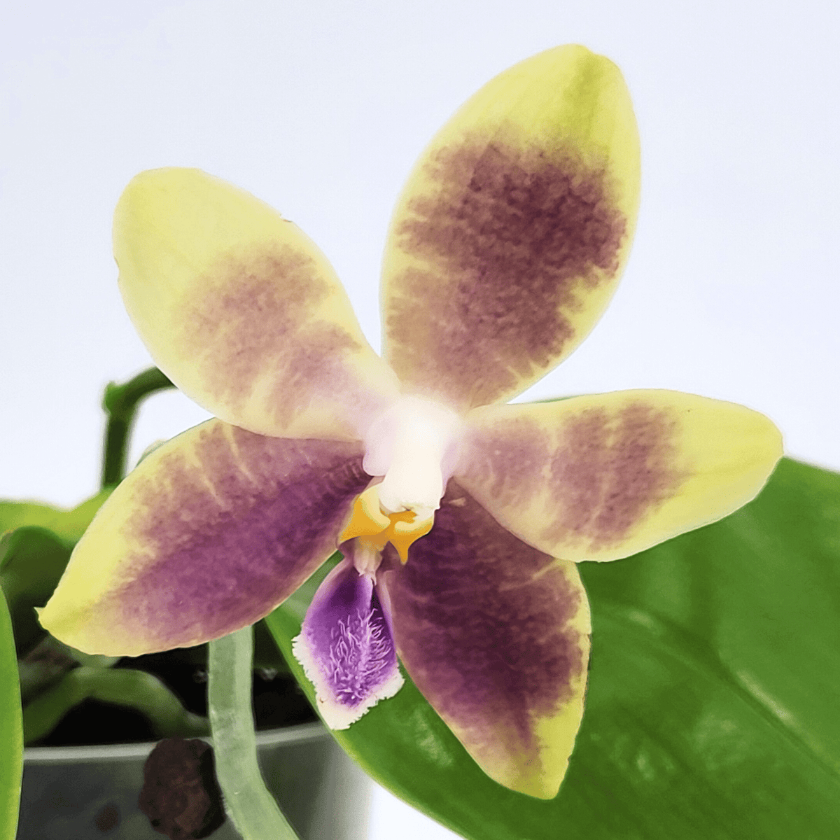 Duftphalaenopsis violaceae Hybride in verschiedenen Farben