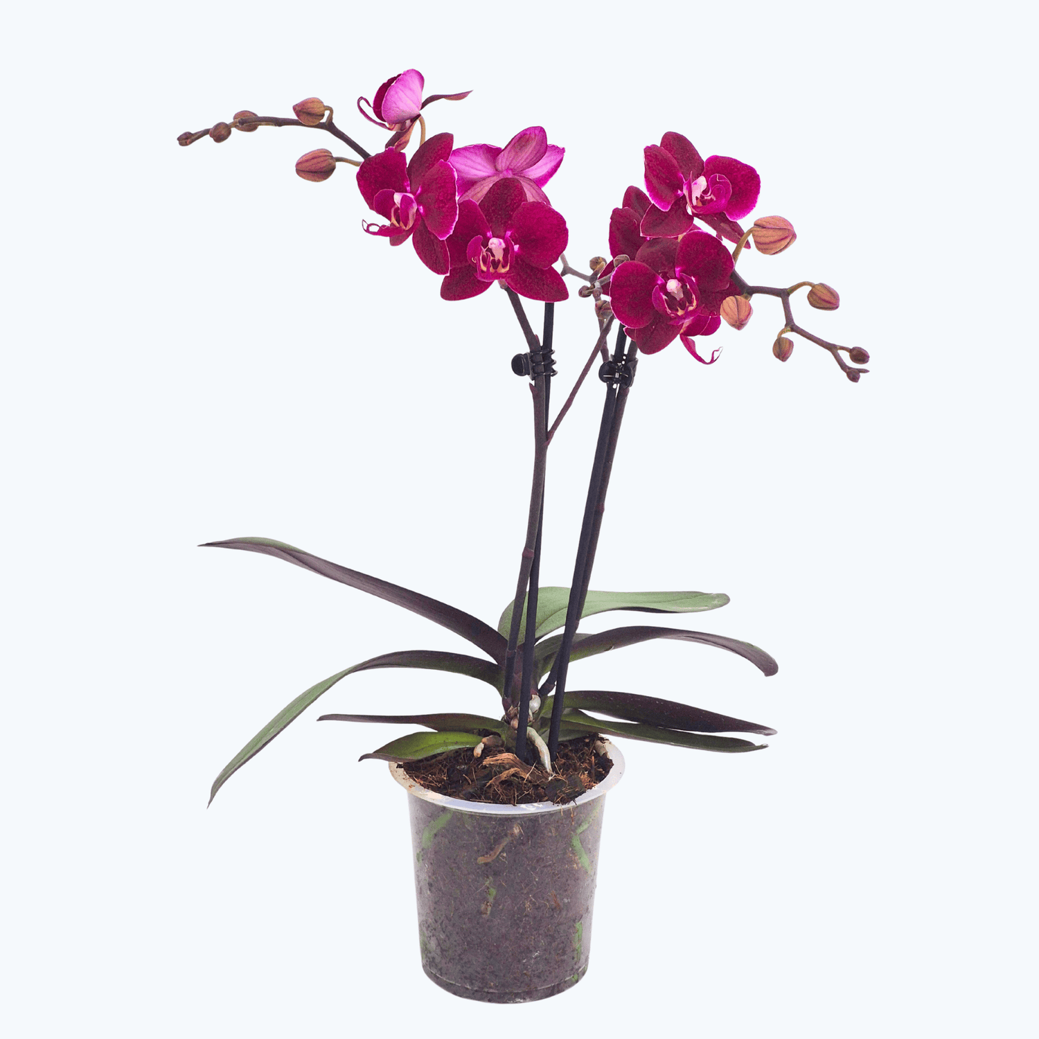 Phalaenopsis Cartagena mit dunklen bordeauxroten Blüten und 2 Rispen