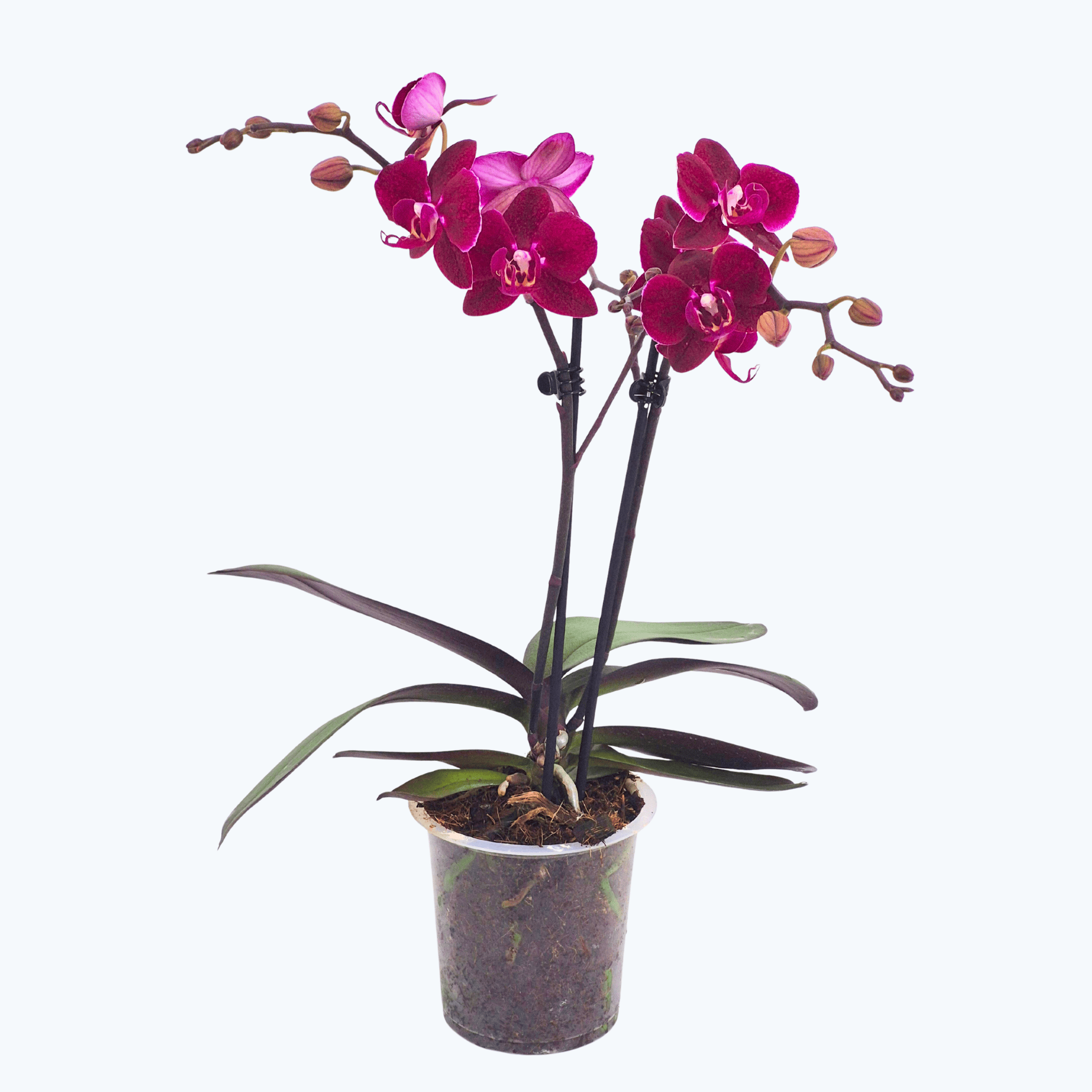Phalaenopsis Cartagena mit dunklen bordeauxroten Blüten und 2 Rispen