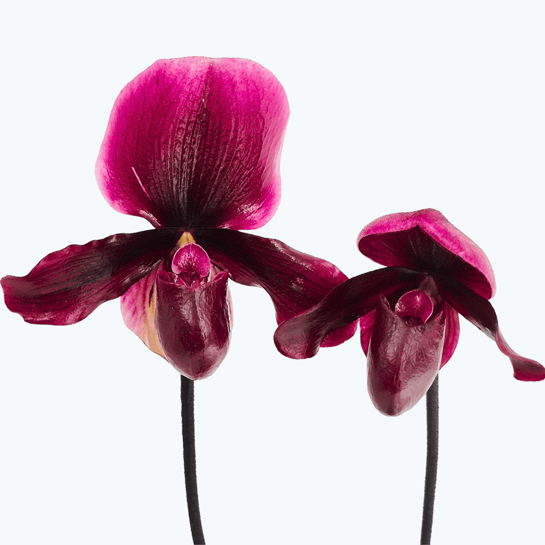 Frauenschuh Paphiopedilum Black Jack mit 2 Rispen