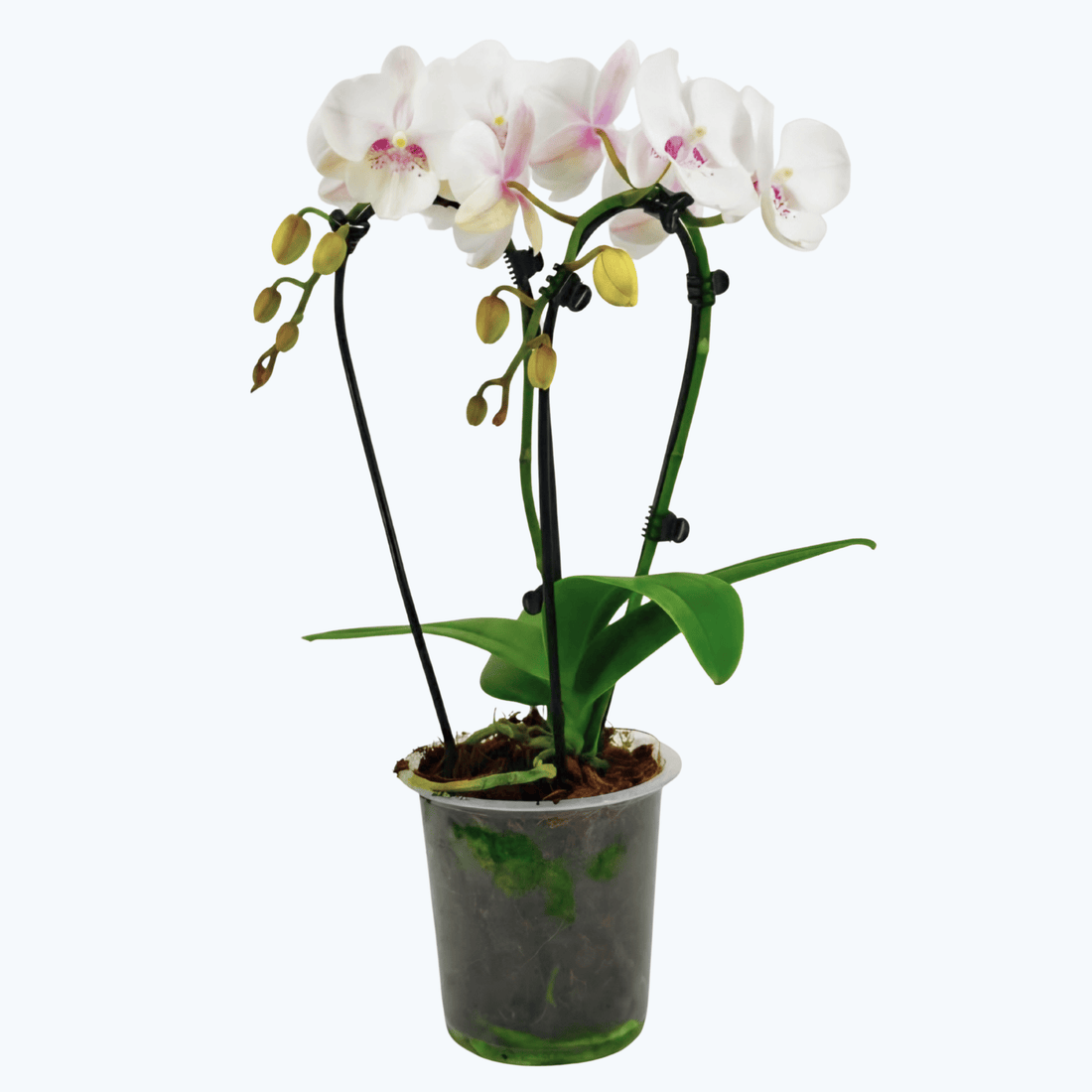 Wasserfall Phalaenopsis Perle mit weiß-rosa Blüten und 2 Rispen