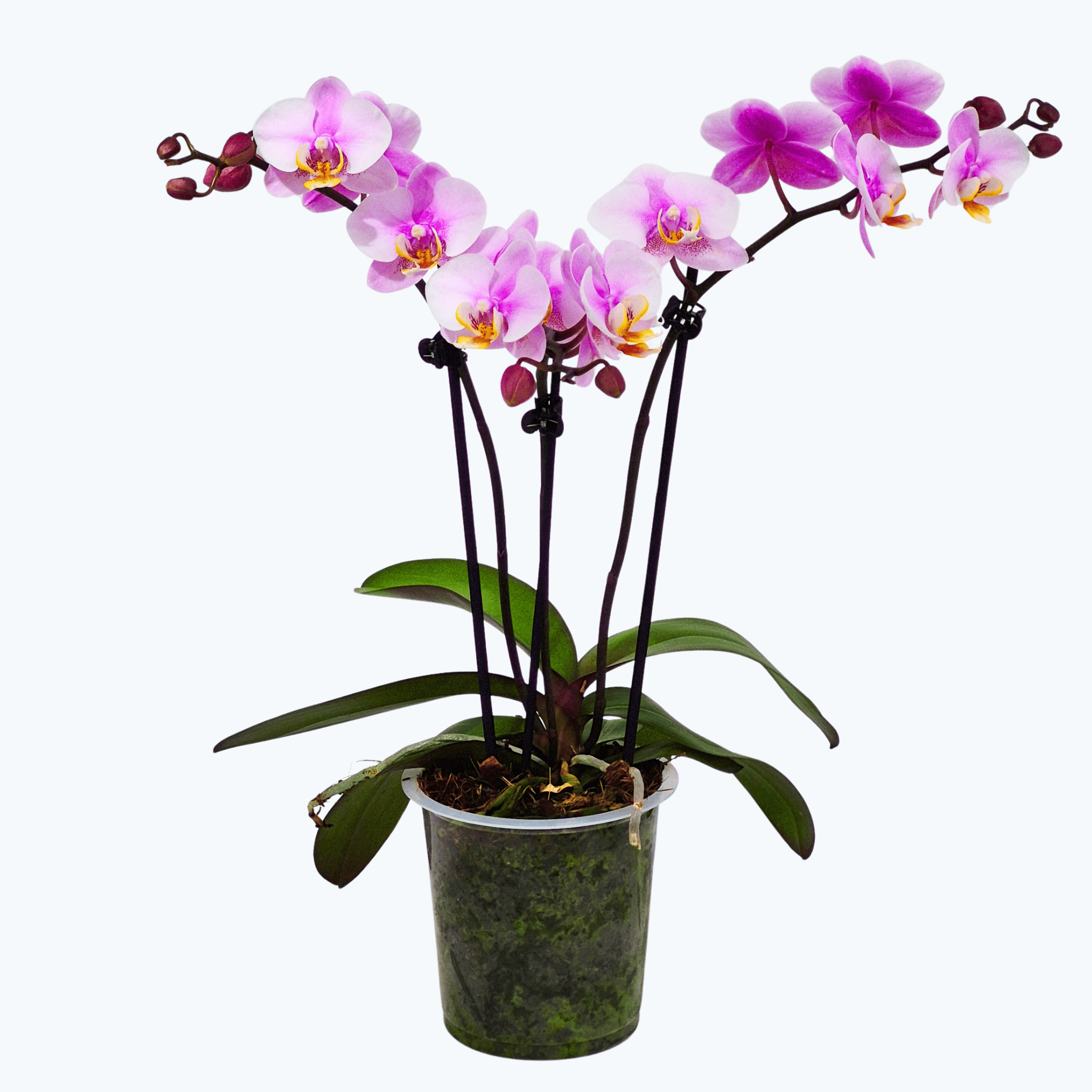 Phalaenopsis Roskilde mit zartrosa Blüten und 3 Rispen